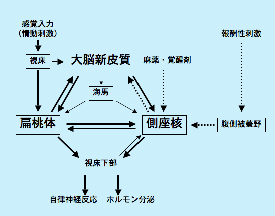 情動の脳内神経回路